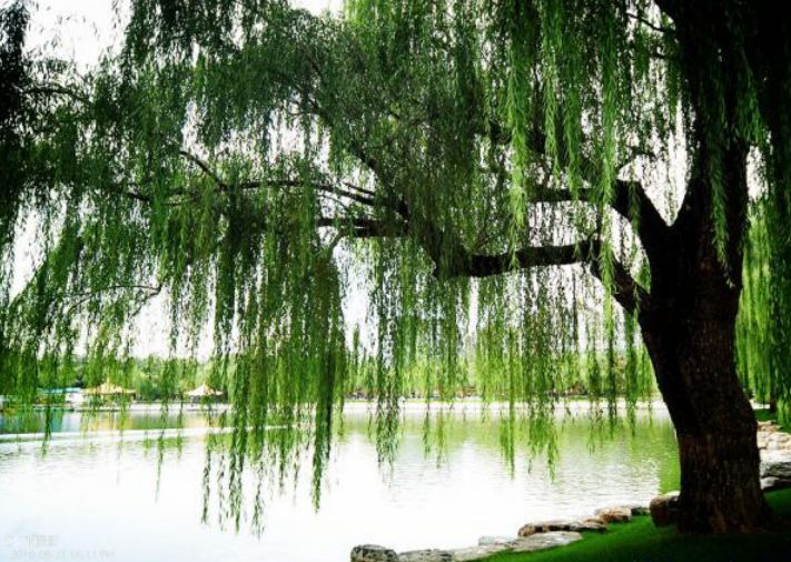 星空综合股份(中国)