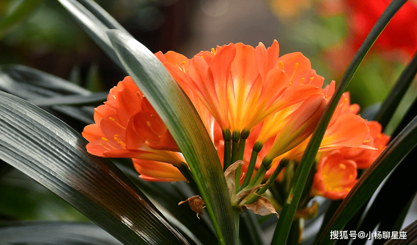 星空综合股份(中国)|
年龄变老 此外女人早已人老珠黄 她们却越来越有魅力的三大生肖(图2)