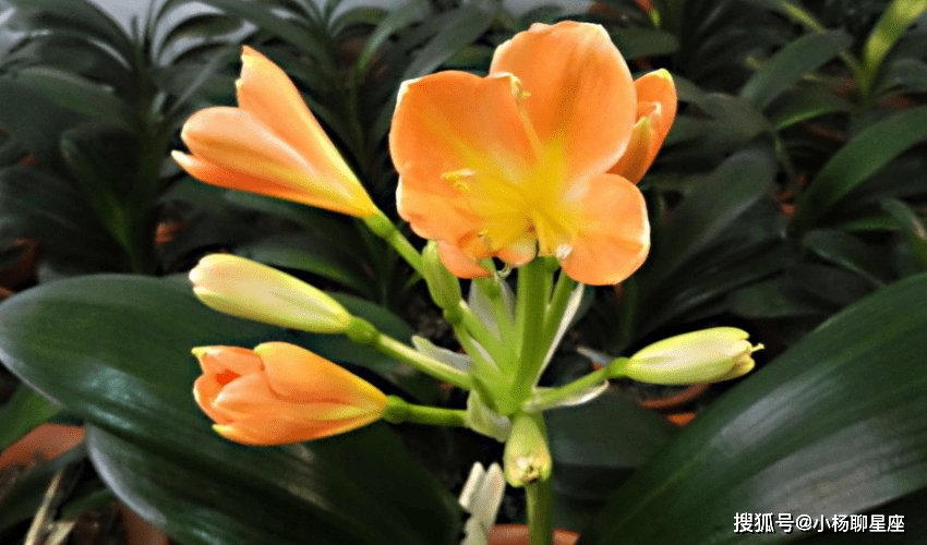 星空综合股份(中国)|
年龄变老 此外女人早已人老珠黄 她们却越来越有魅力的三大生肖(图3)